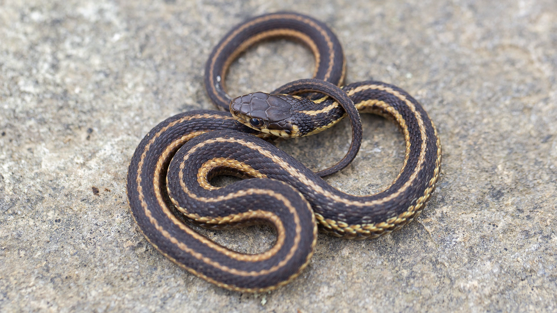 Eastern Garter Snake