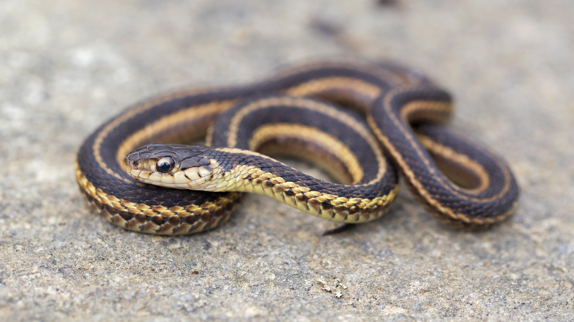 Eastern Garter Snake