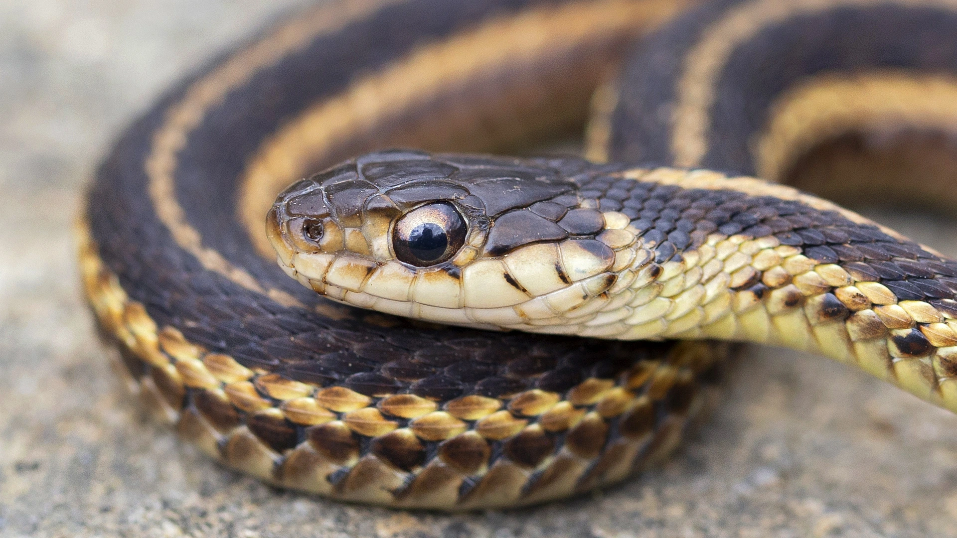 Eastern Garter Snake