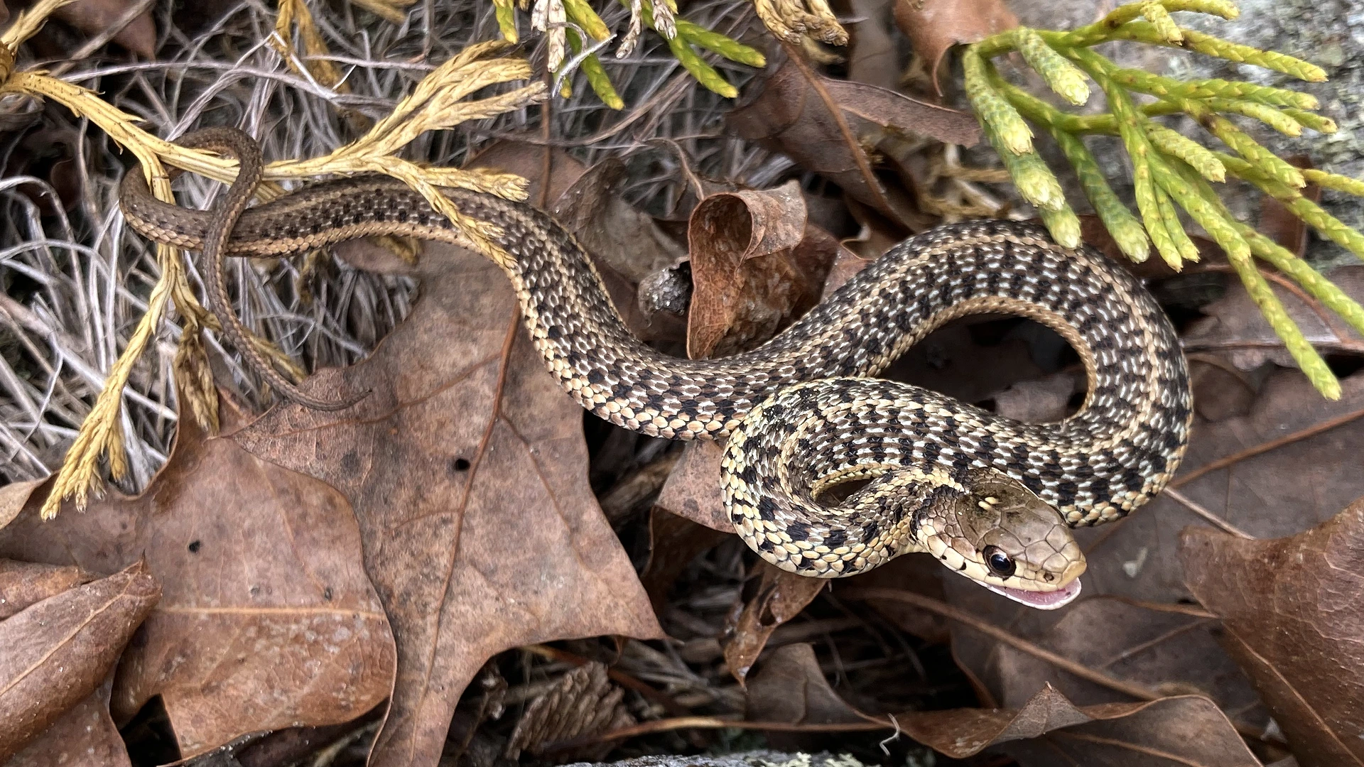 Eastern Garter Snake