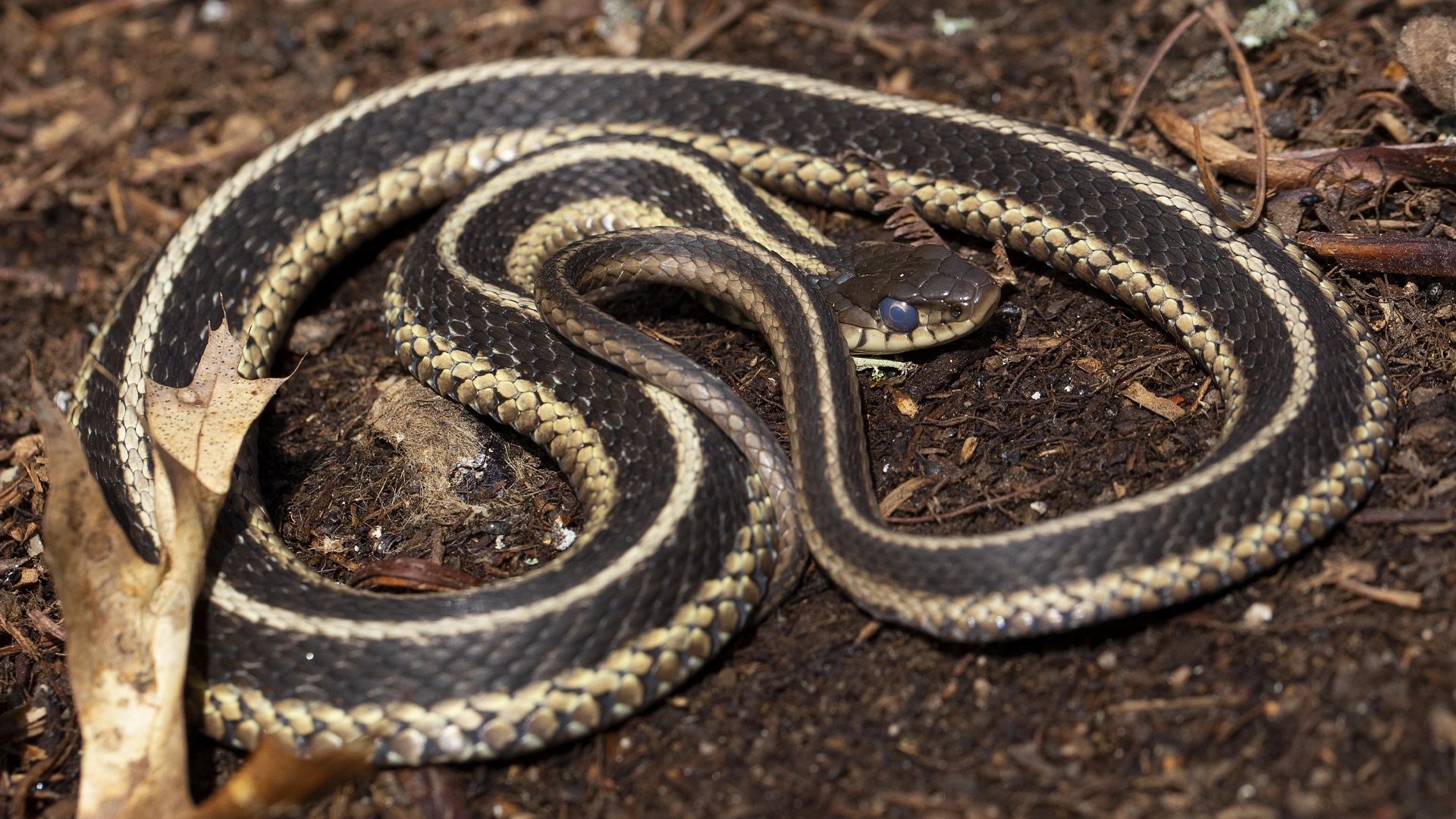 Eastern Garter Snake
