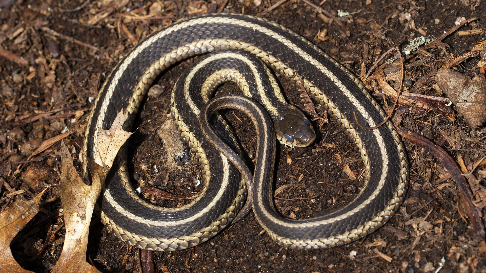 Eastern Garter Snake
