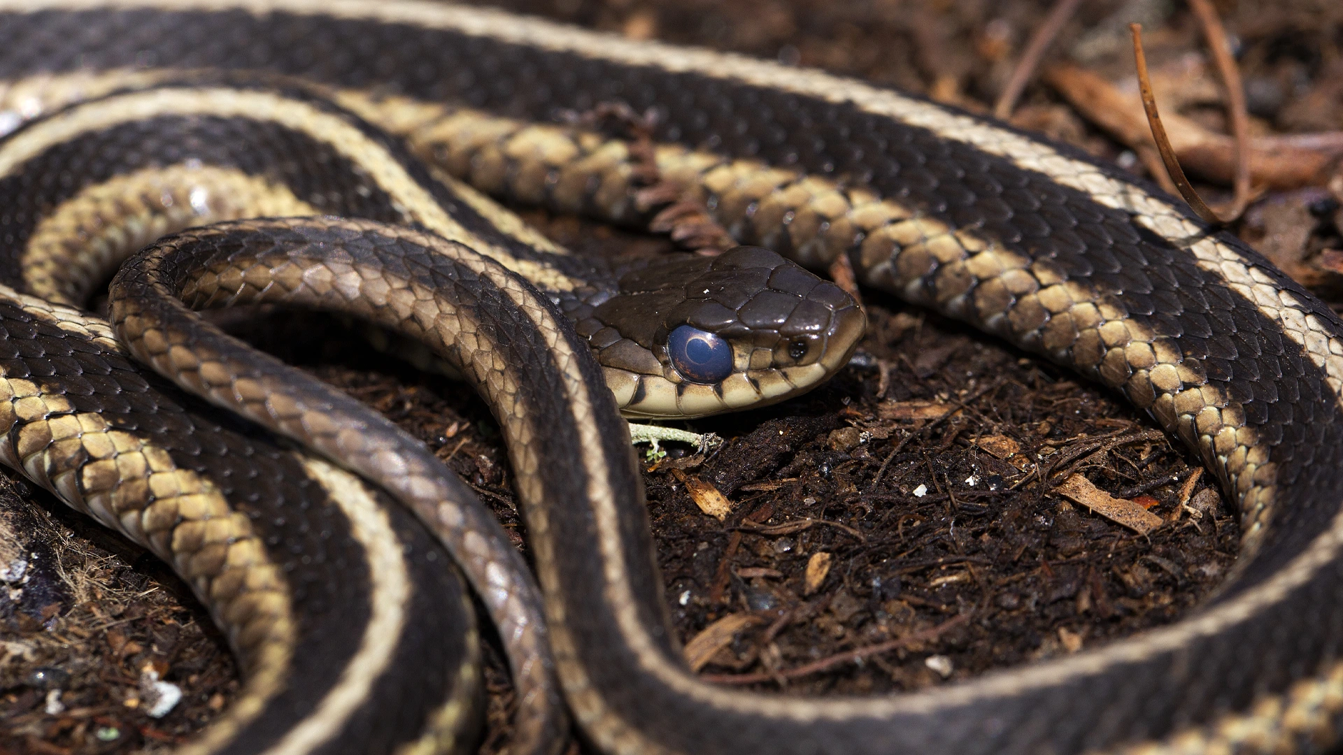 Eastern Garter Snake