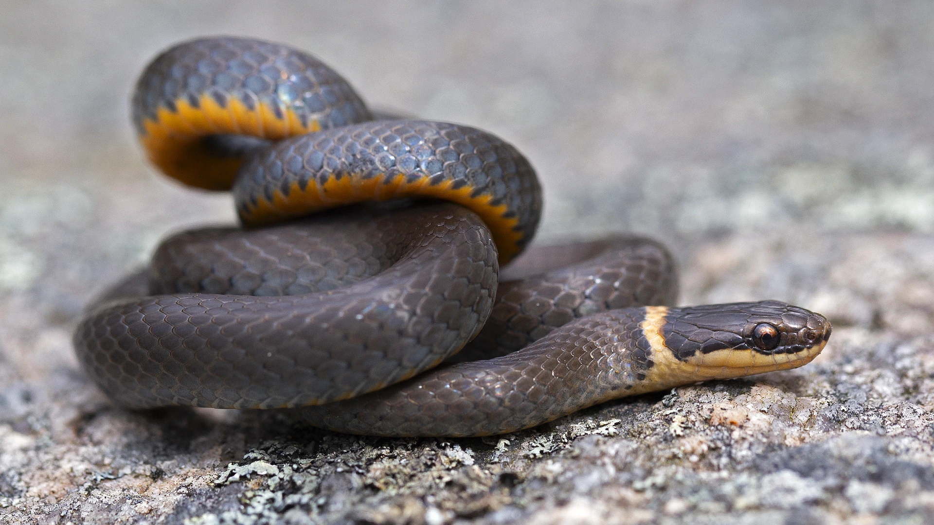 Eastern Ringneck Snake
