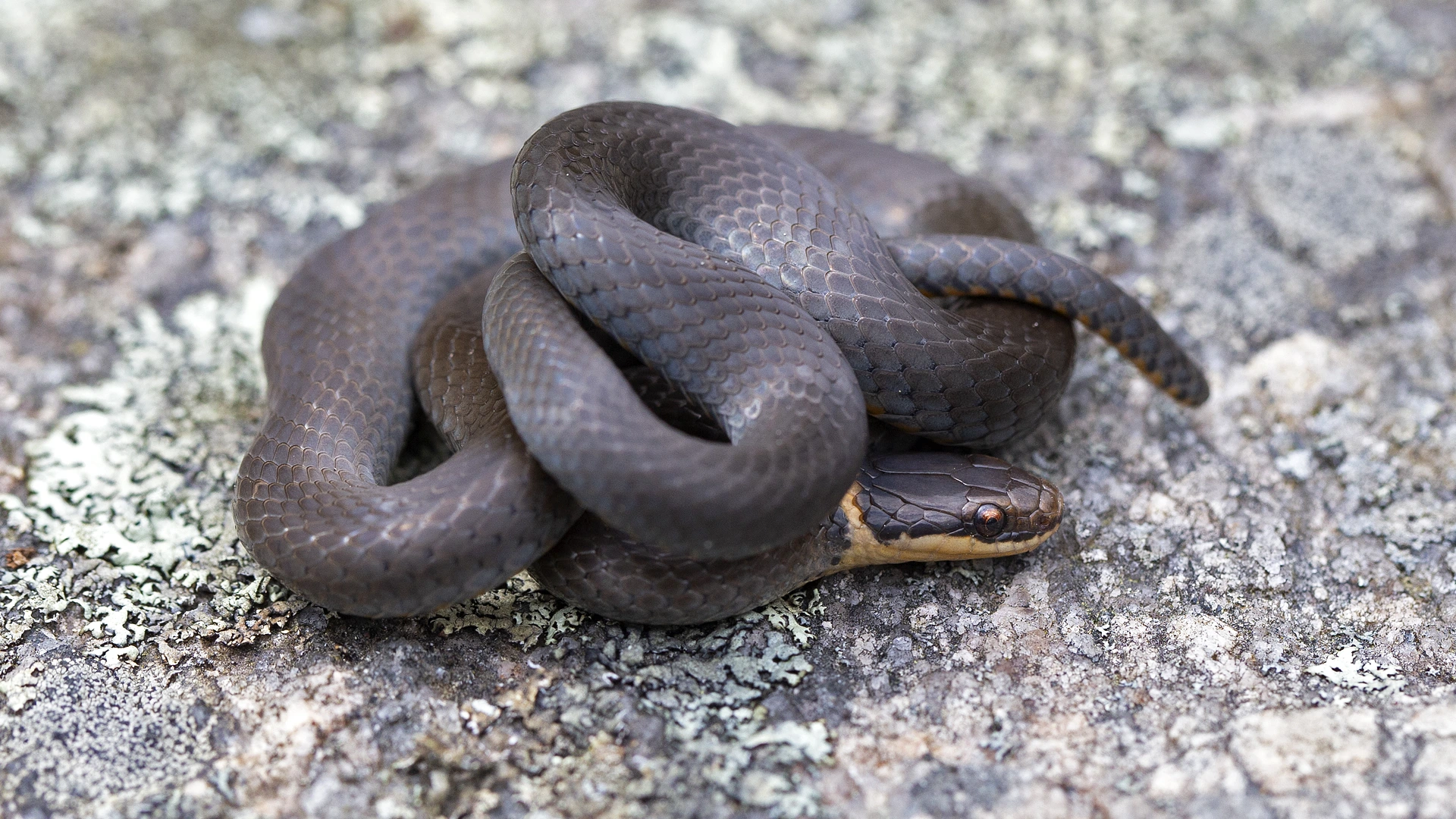 Eastern Ringneck Snake