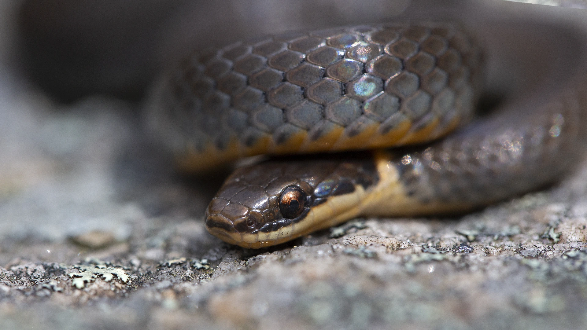 Eastern Ringneck Snake