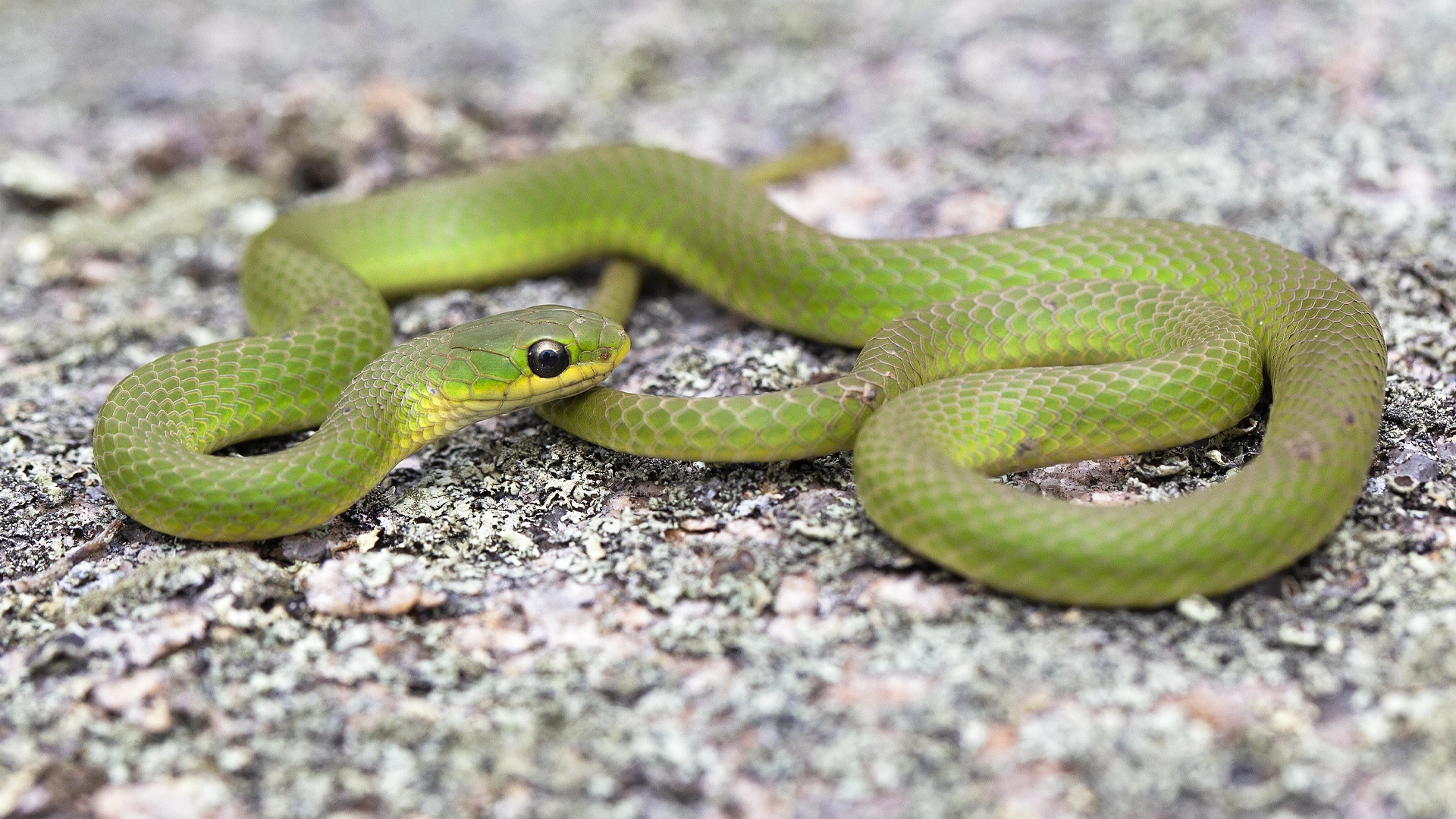 Smooth Green Snake