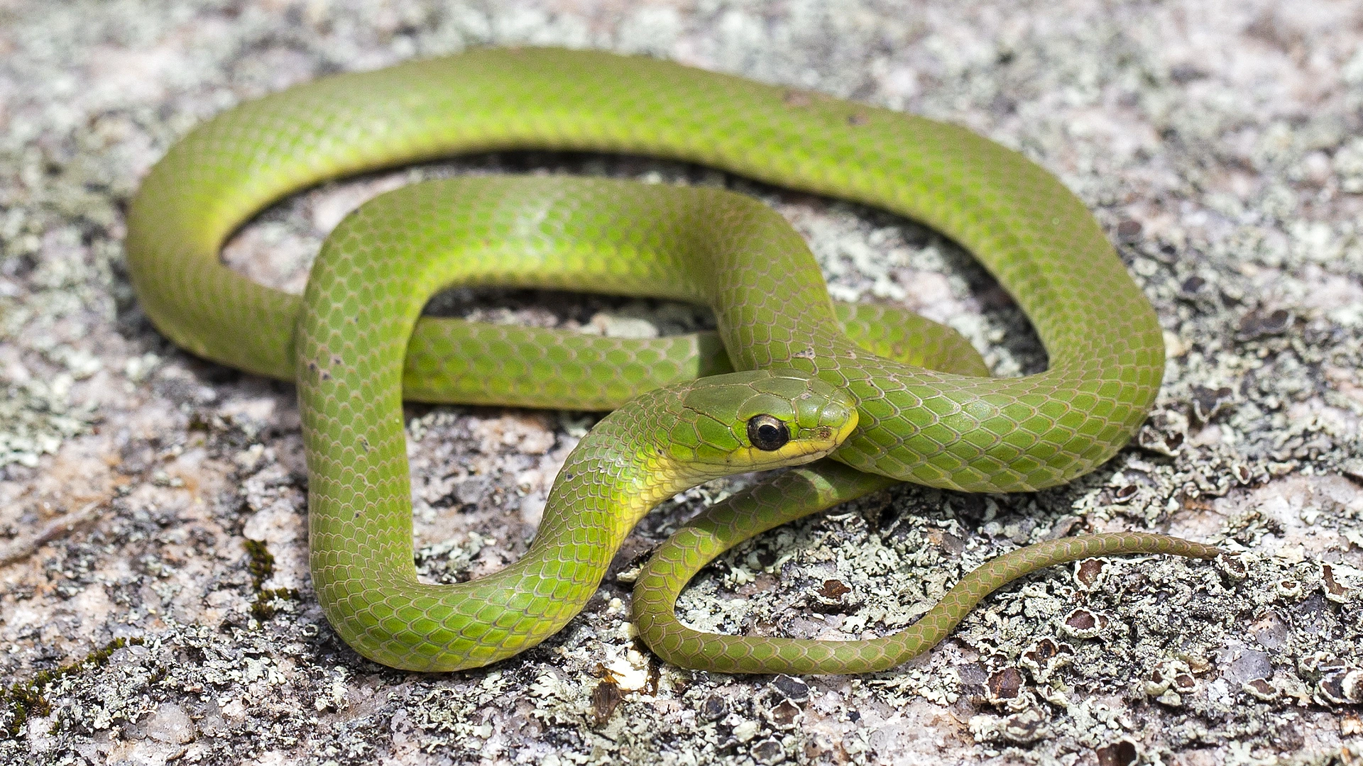 Smooth Green Snake