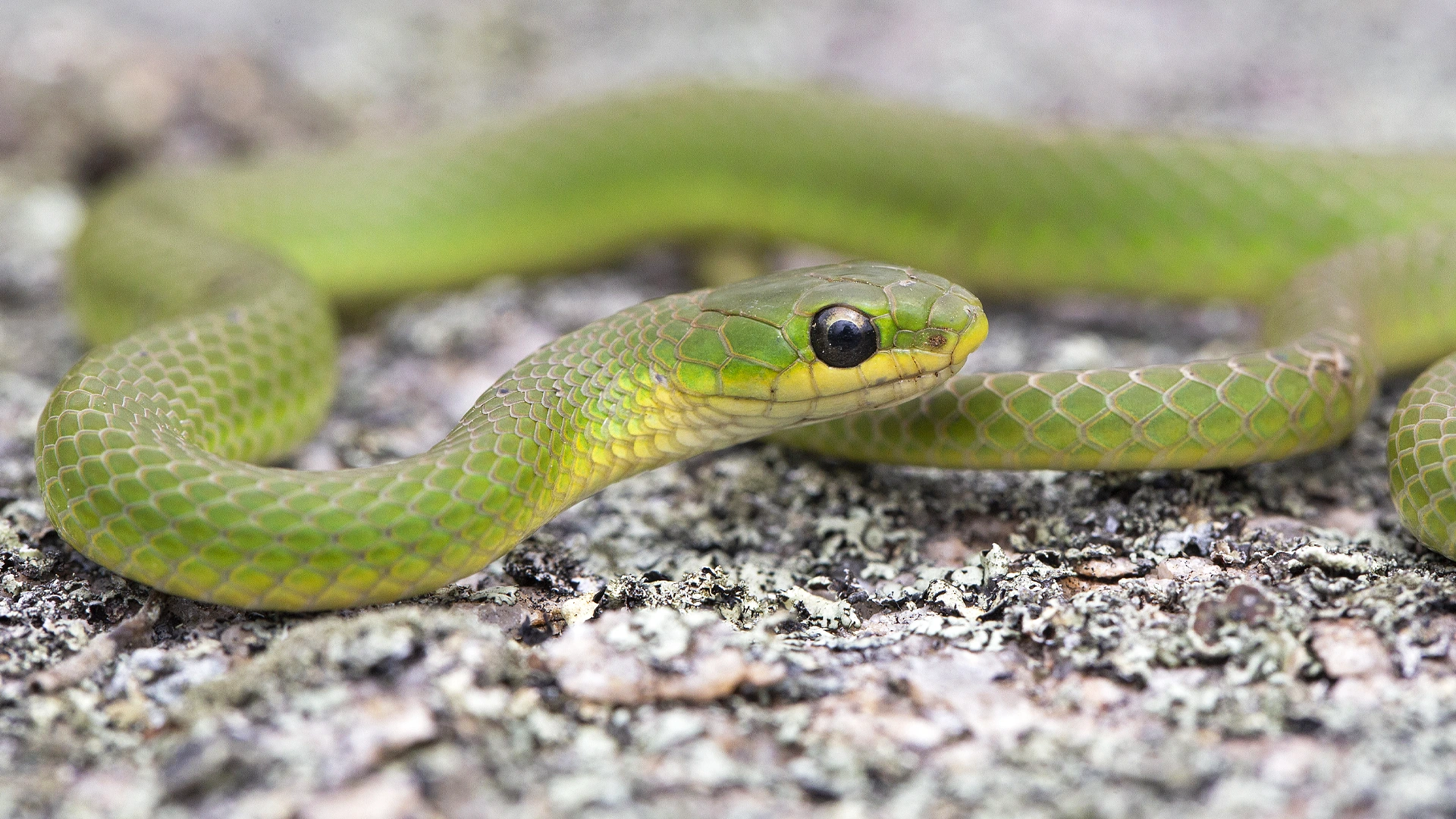 Smooth Green Snake