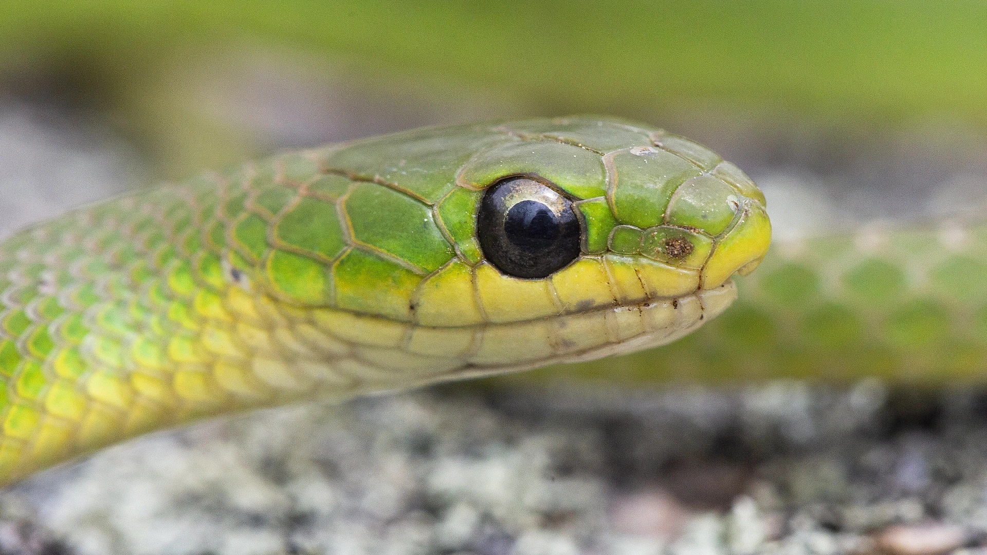 Smooth Green Snake