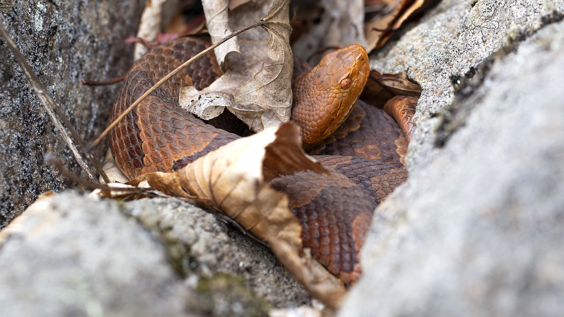 Eastern Copperhead