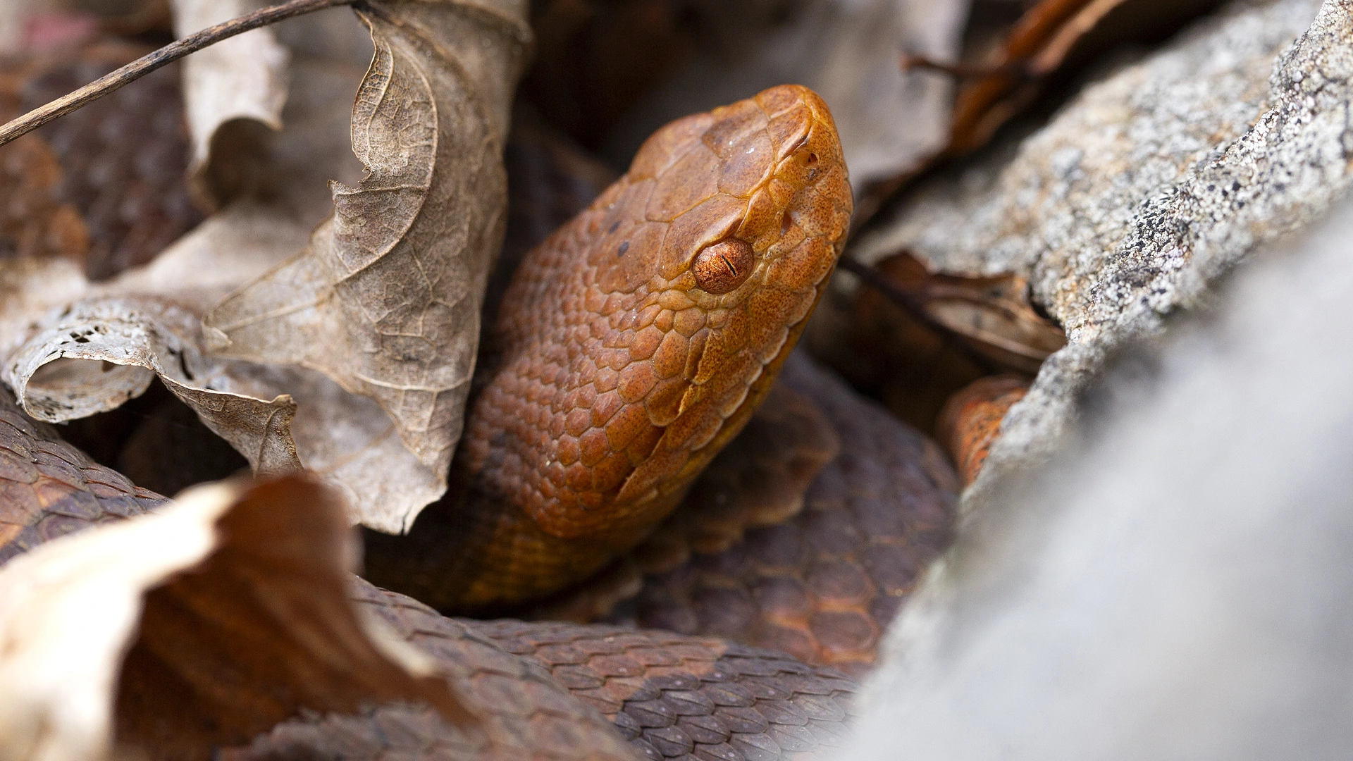 Eastern Copperhead