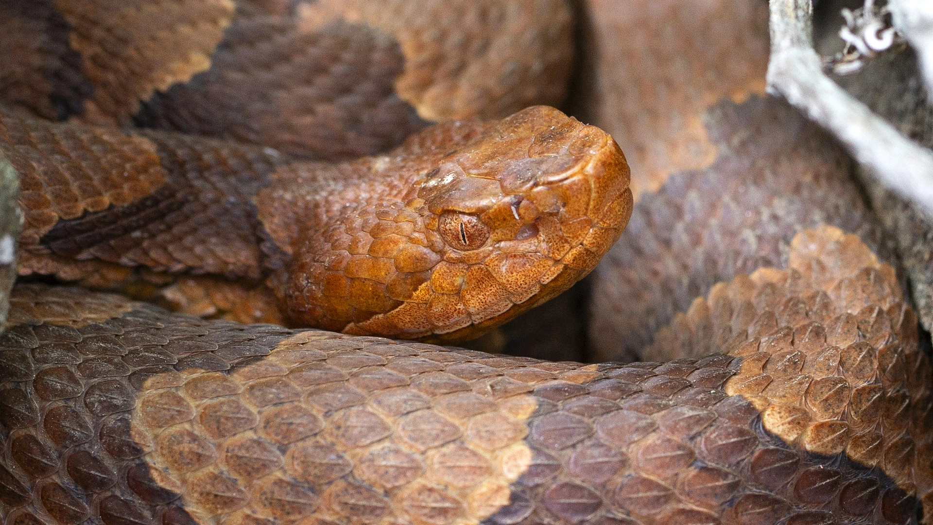 Eastern Copperhead