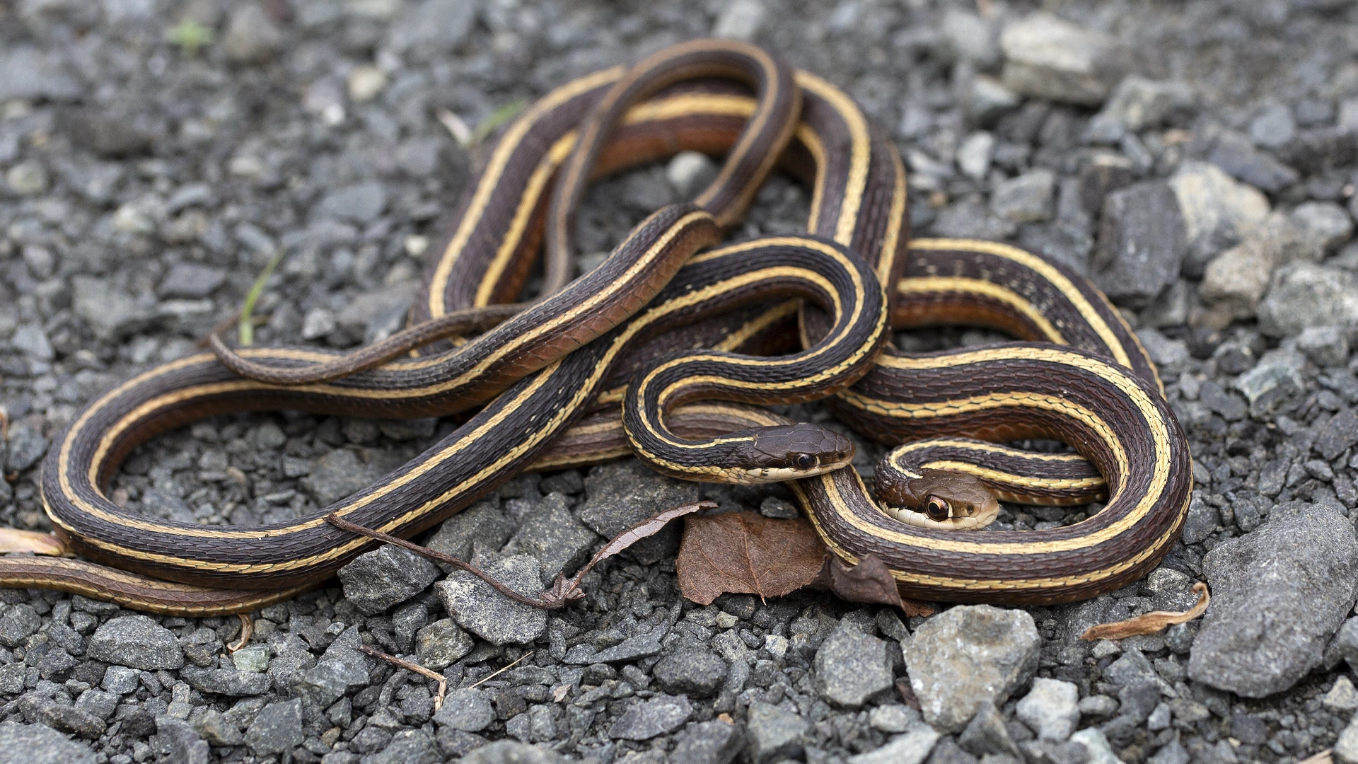 Eastern Ribbon Snake