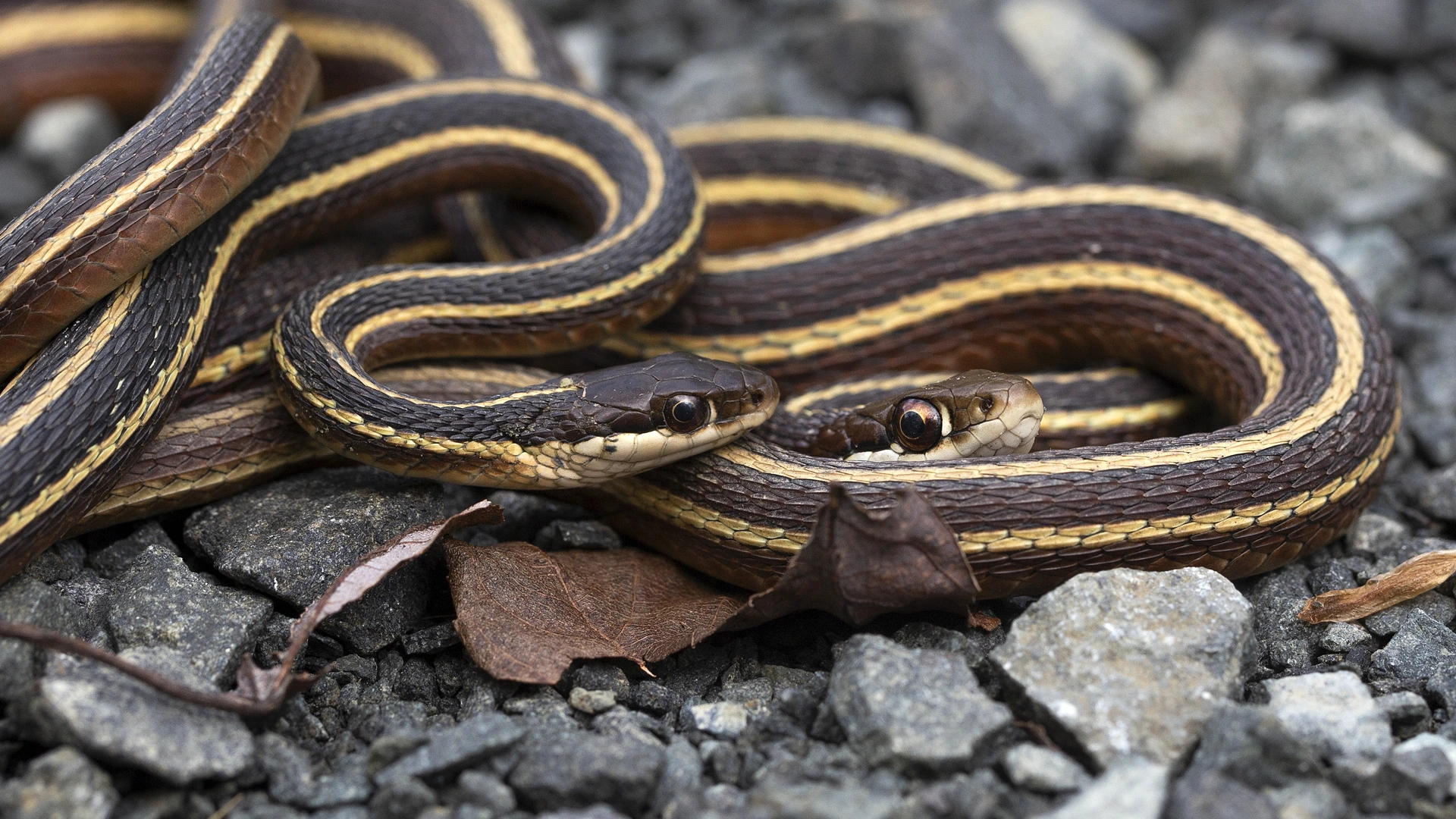 Eastern Ribbon Snake