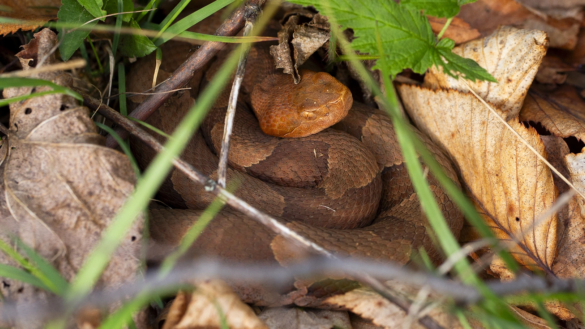 Eastern Copperhead