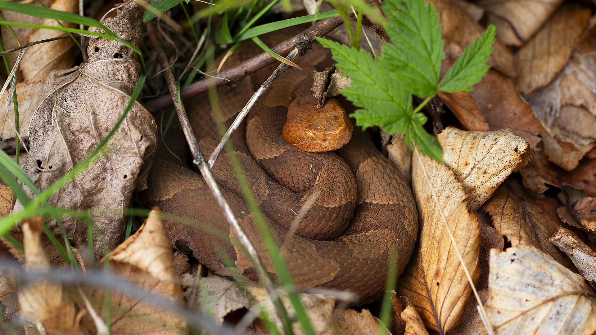 Eastern Copperhead