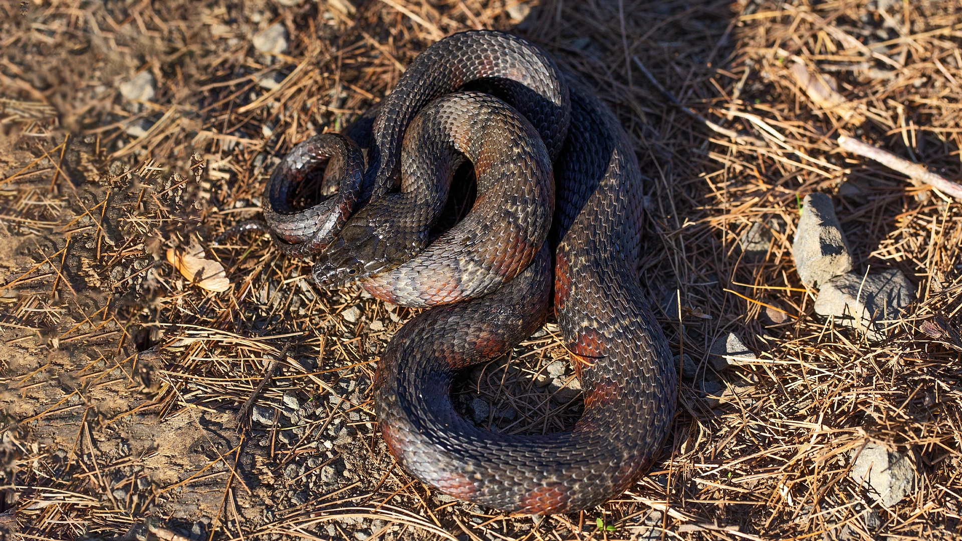 Northern Water Snake