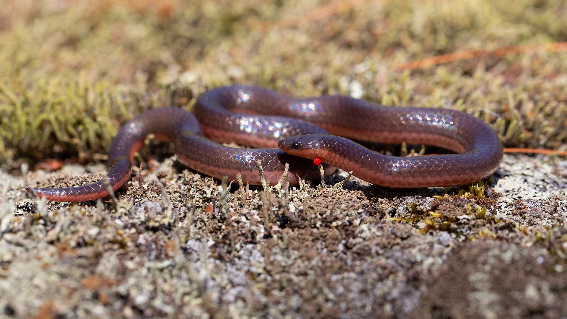 Eastern Worm Snake