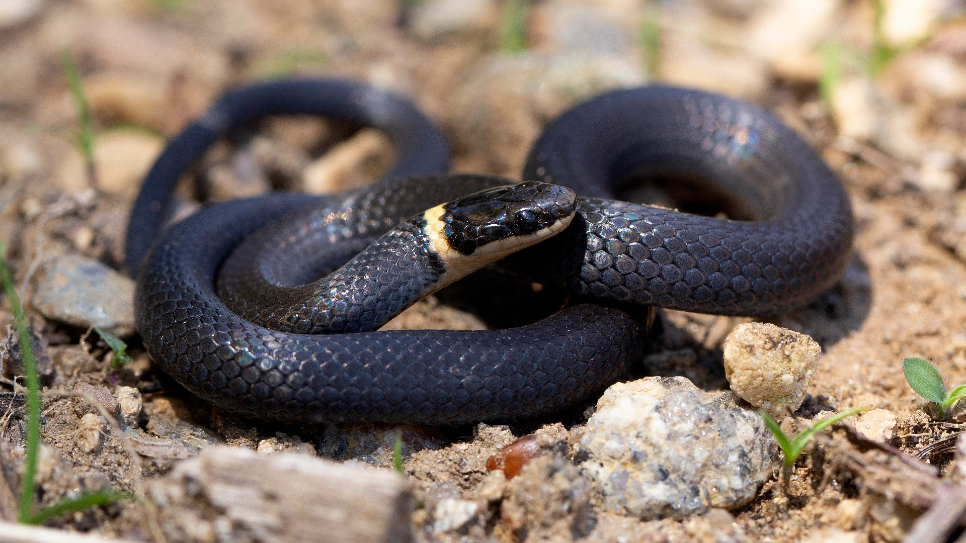 Northern Ringneck Snake