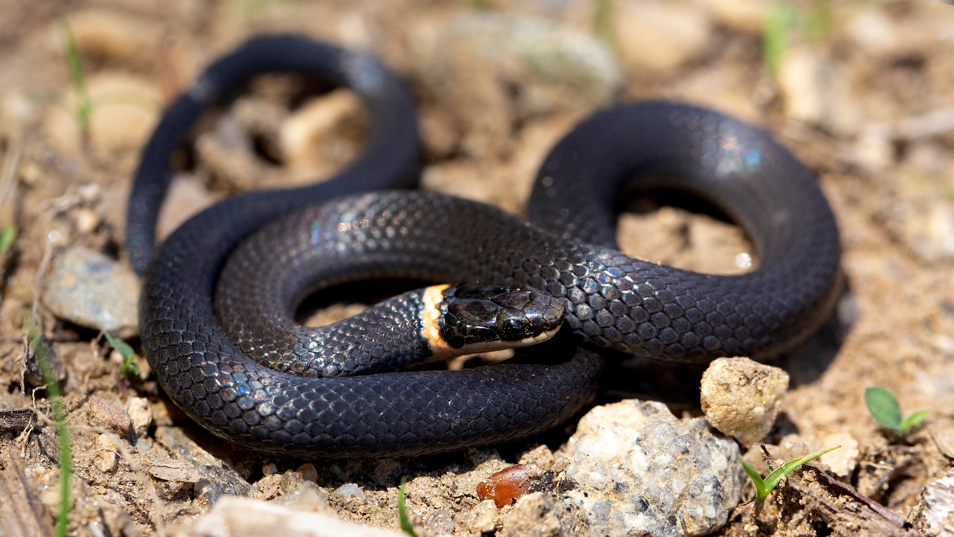 Northern Ringneck Snake