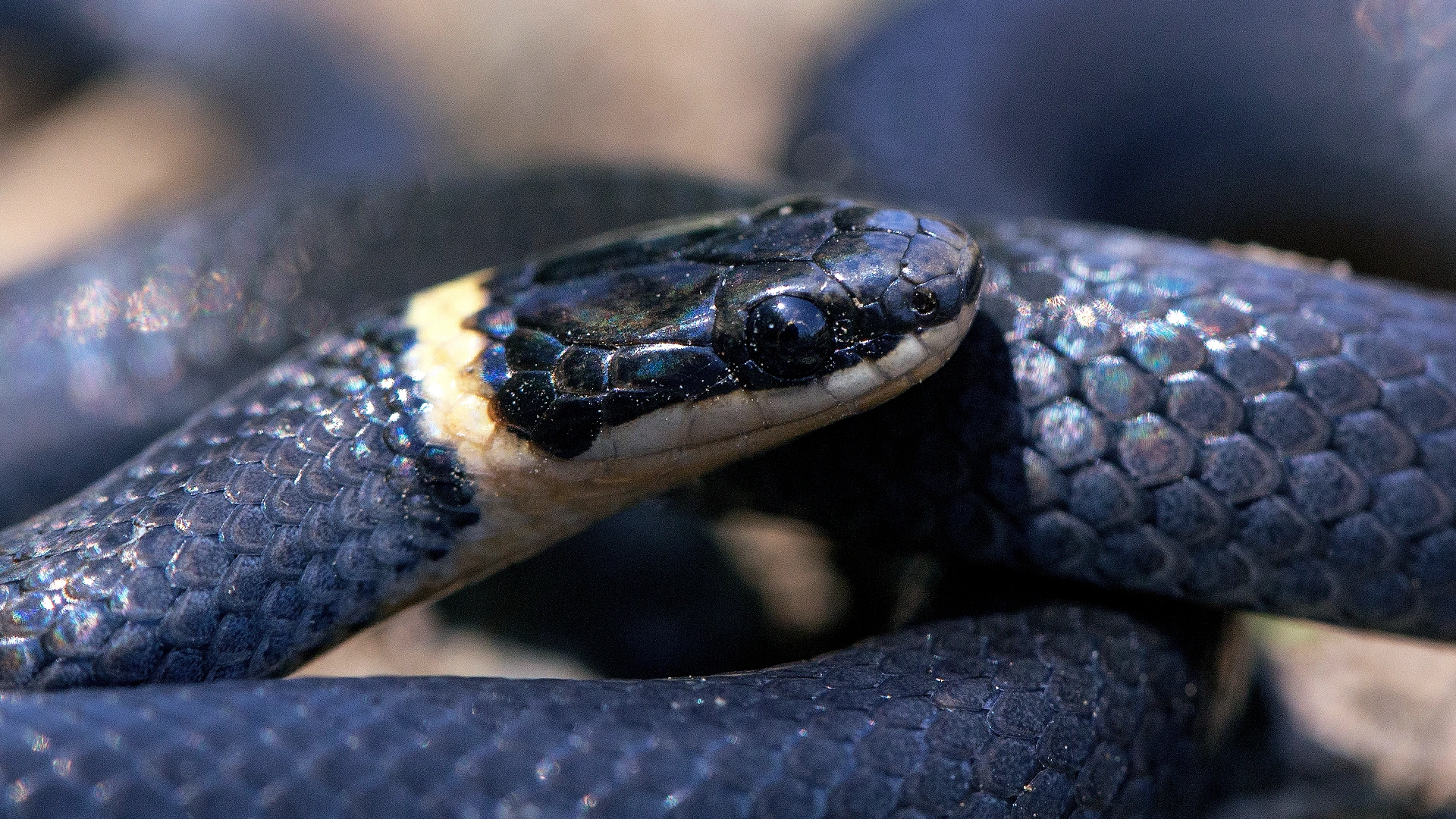 Northern Ringneck Snake
