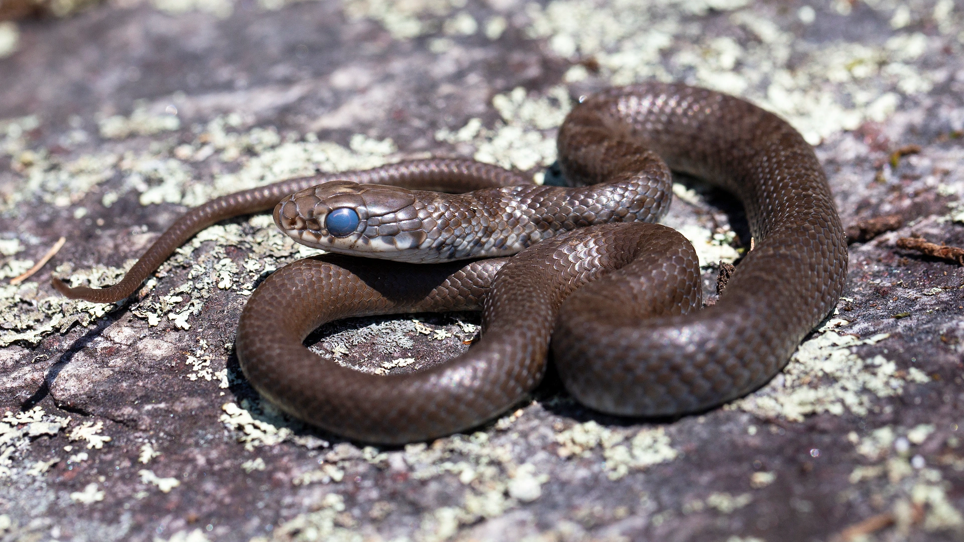Northern Black Racer