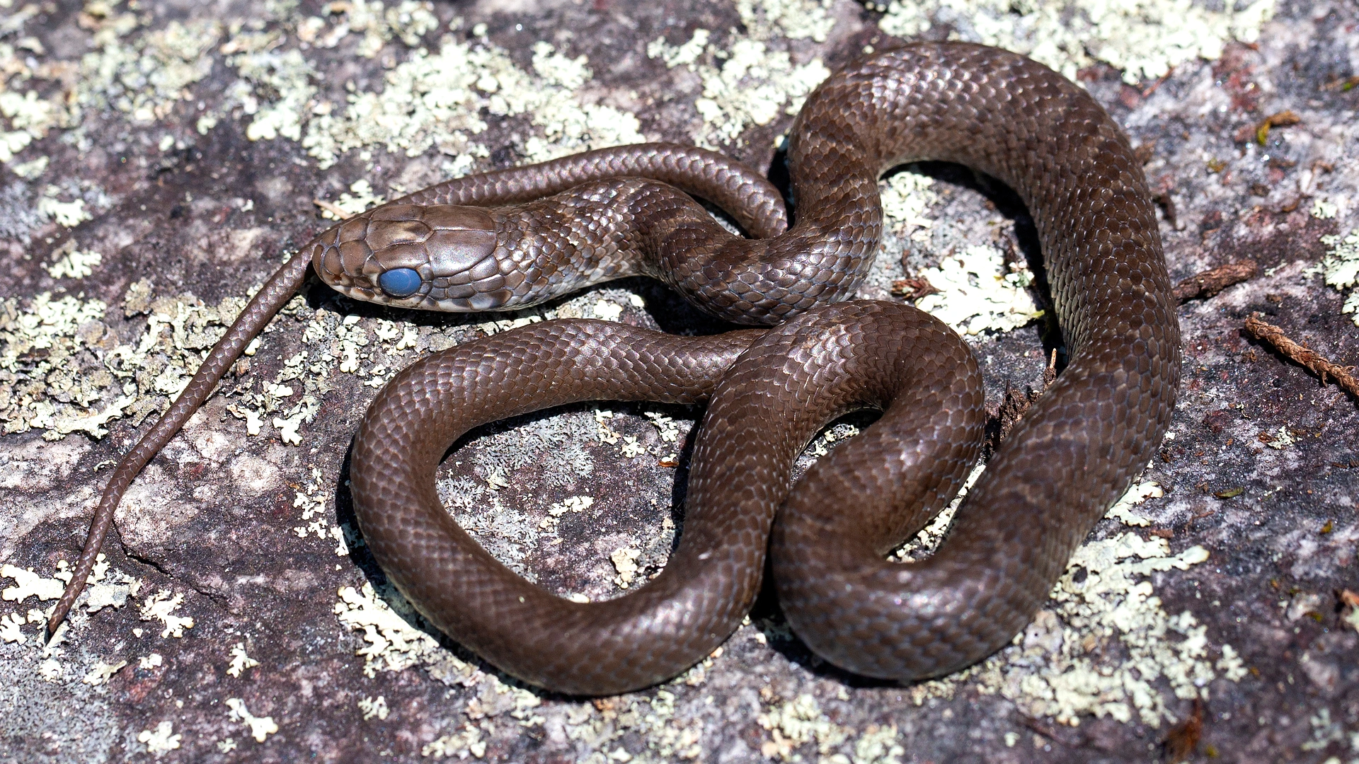 Northern Black Racer