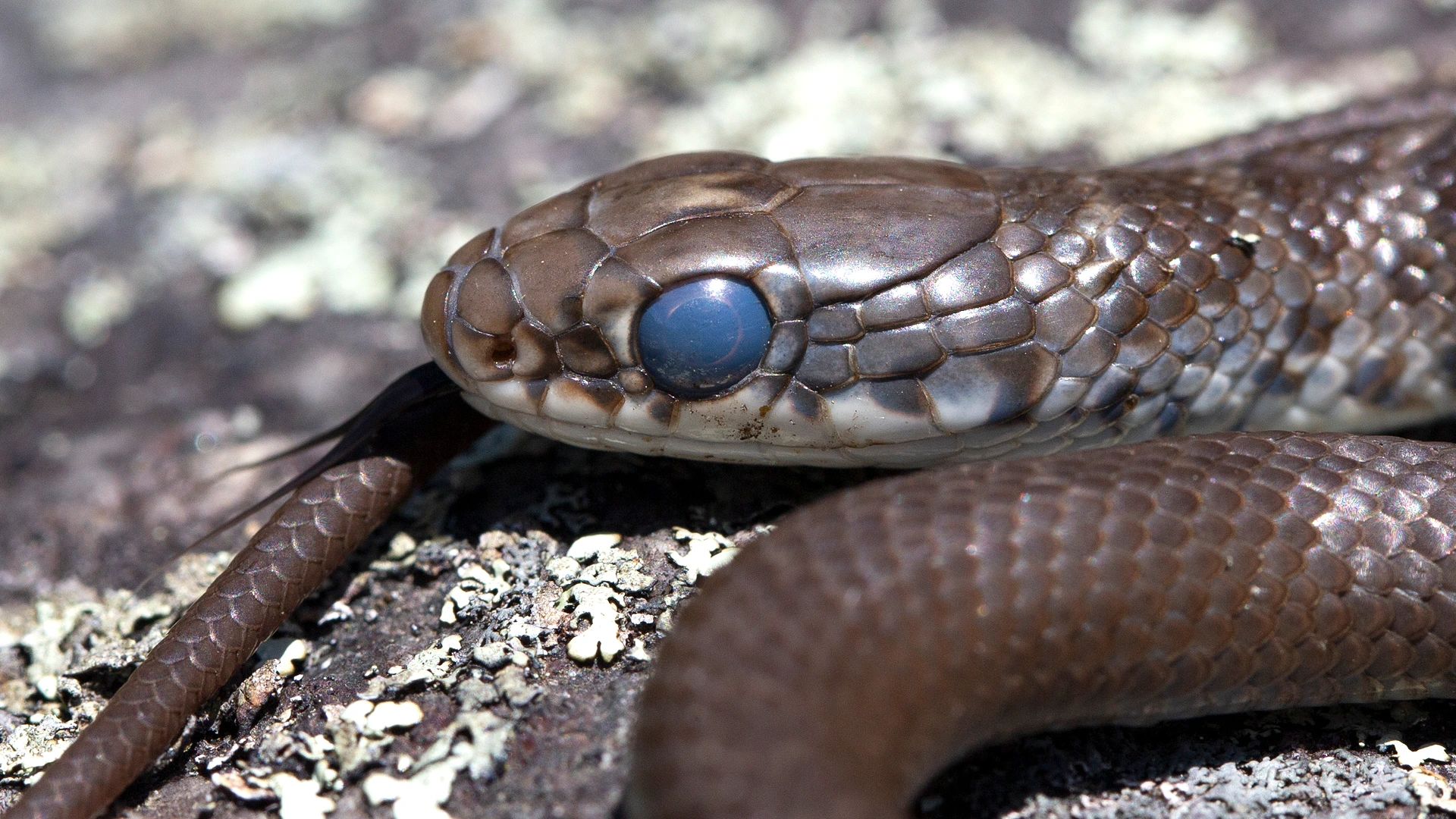 NNorthern Black Racer