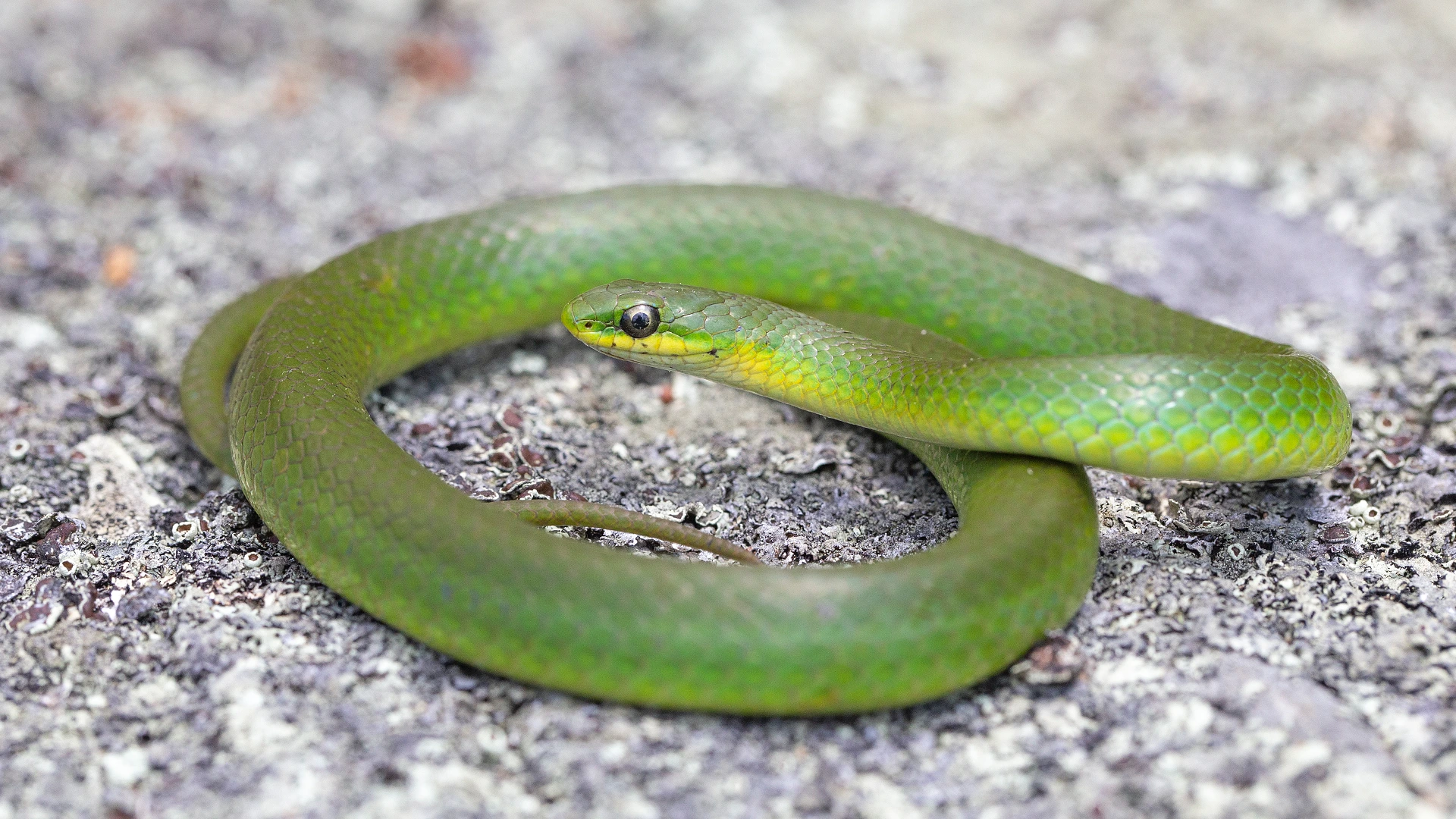 ESmooth Green Snake