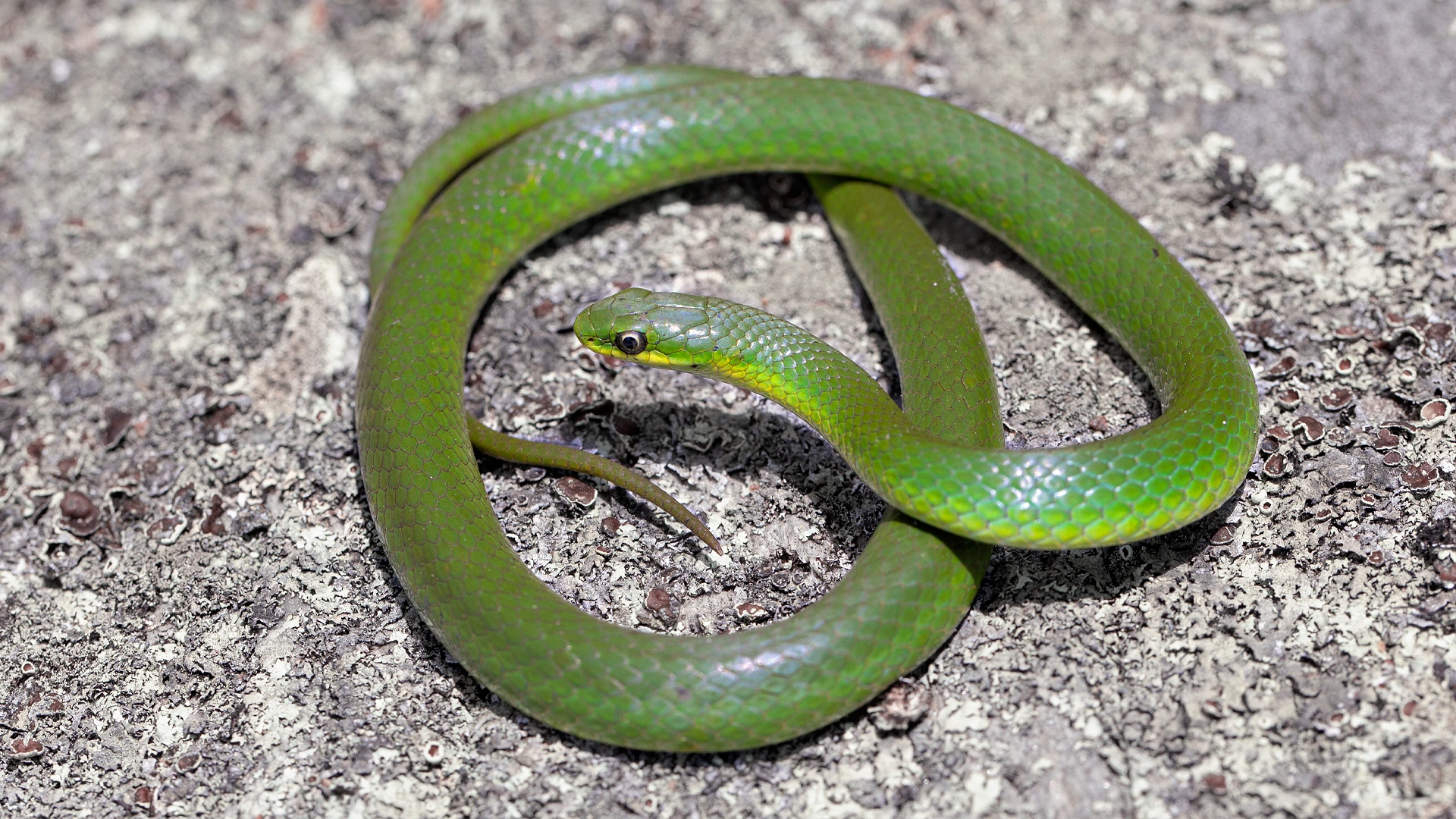 Smooth Green Snake