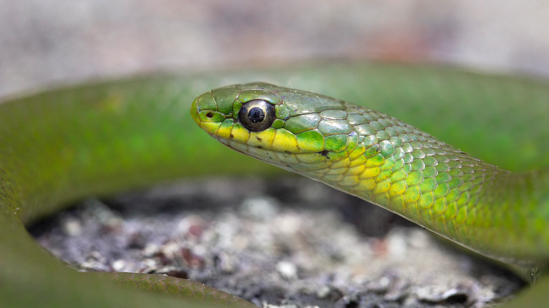 Smooth Green Snake