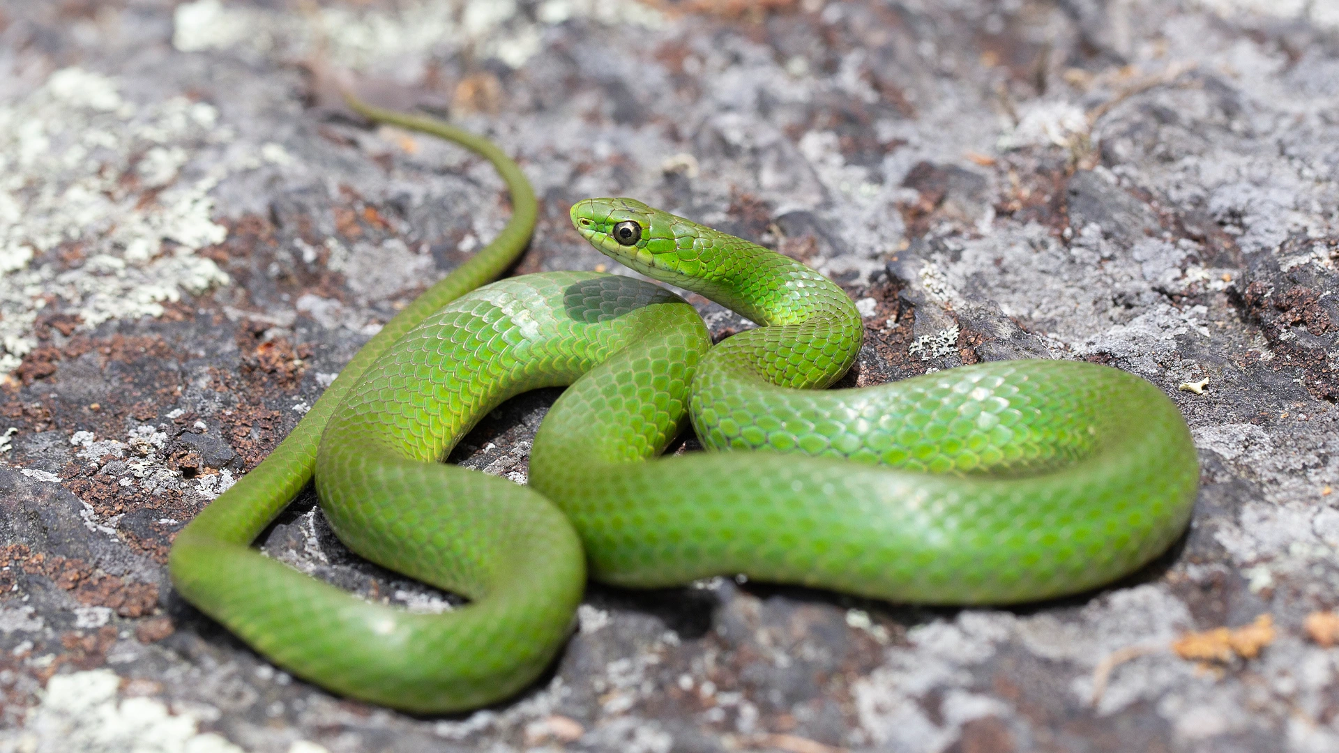 ESmooth Green Snake