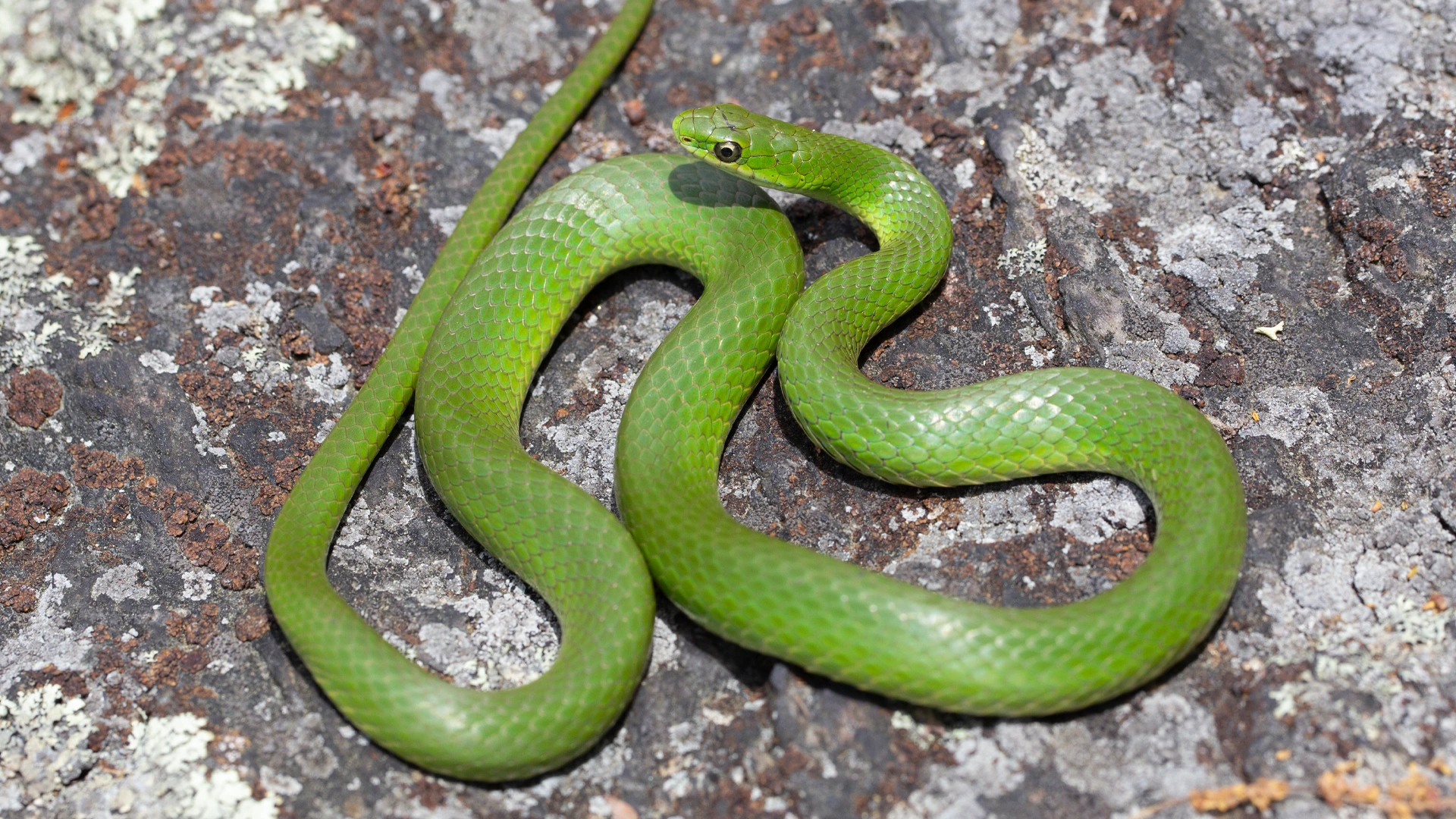 Smooth Green Snake