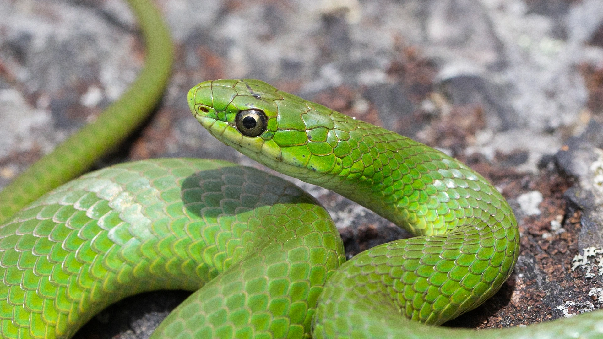Smooth Green Snake