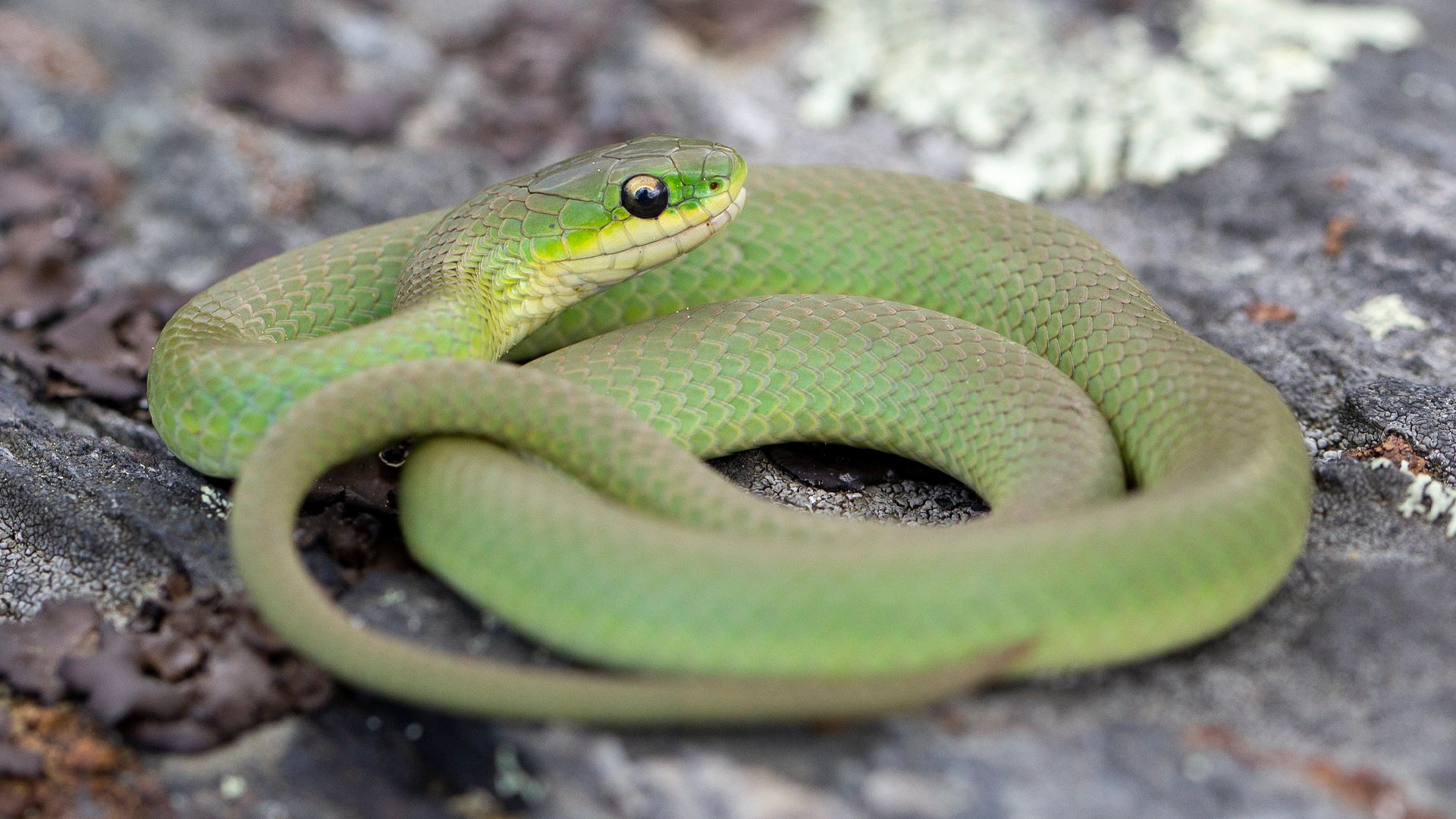ESmooth Green Snake