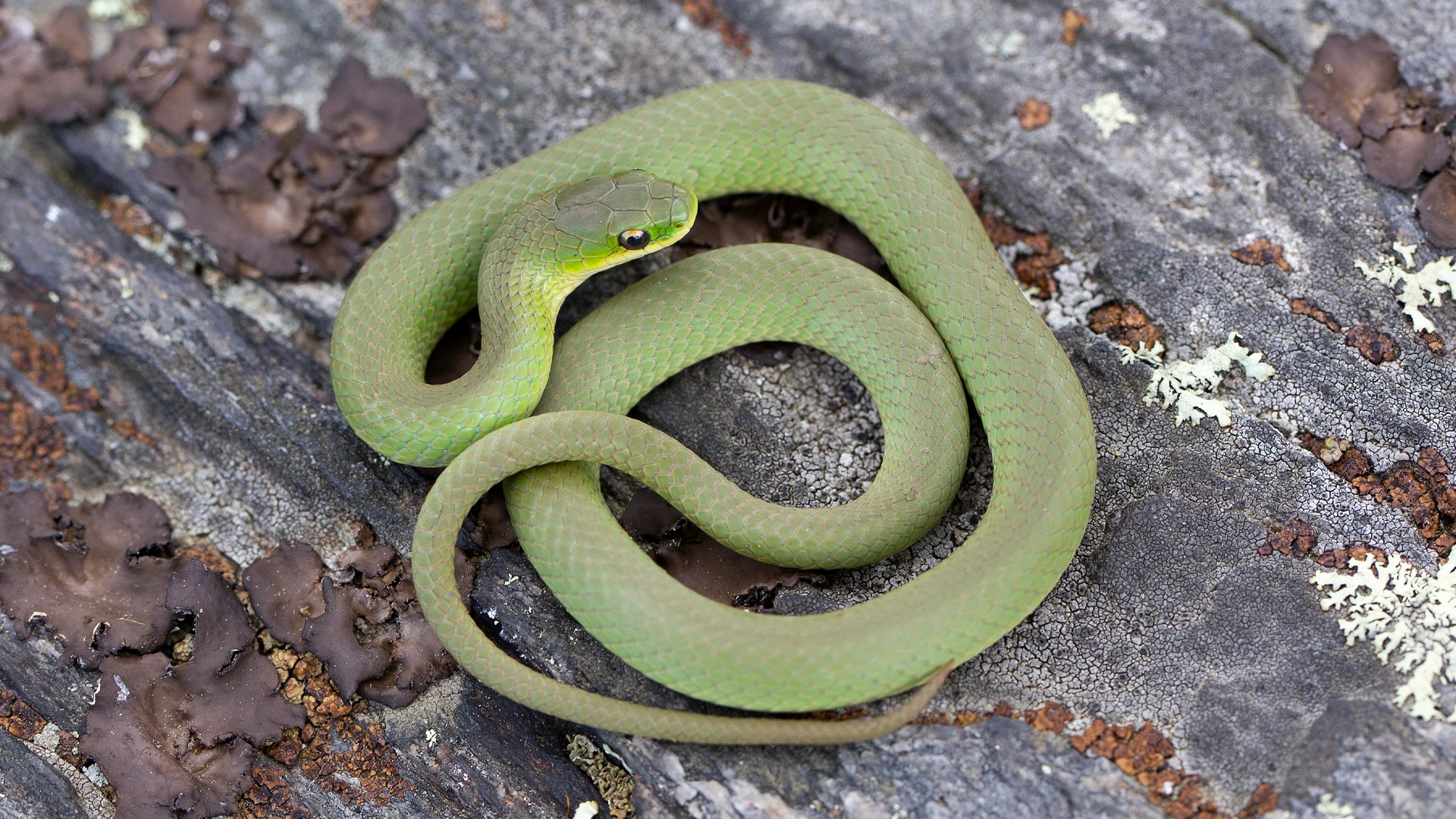 Smooth Green Snake