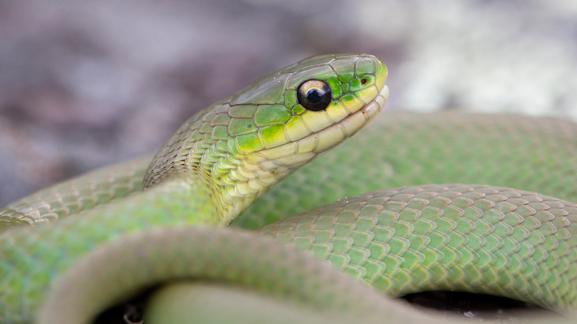 Smooth Green Snake